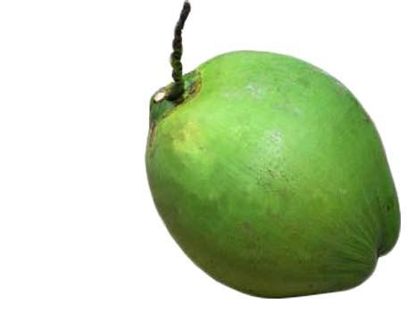 Green coconut	